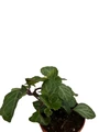 Emerald Lace Swedish Ivy Plant - Plectranthus oertendahlii - 2.5" Pot