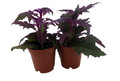 Purple Passion - 2 Live Plants 2" Pots - EROTIC - Gynura - Indoors