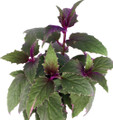 Purple Passion - 2 Live Plants 2" Pots - EROTIC - Gynura - Indoors
