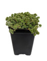 Love's Triangle Sedum - Stonecrop - Fairy Garden - 2.5" Pot