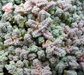 Love's Triangle Sedum - Stonecrop - Fairy Garden - 2.5" Pot