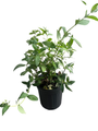 Monarch Prince Charming Butterfly Bush - Buddleia - Perennial - Gallon Pot