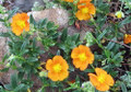 Bronze Carpet Sun Rose - Helianthemum - Quart Pot