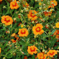 Bronze Carpet Sun Rose - Helianthemum - Quart Pot