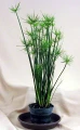 Dwarf Egyptian Papyrus Plant - Cyperus - Live Plant - 2.5" Pot