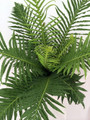 Silver Lady Tree Fern - Blechnum gibbum - Exotic - Dwarf - 6" Pot