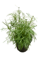 Sizzle & Spice Curry Up Coreopsis Perennial Plant - Live Plant - Gallon Pot