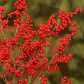 Berry Poppins™ & Mr. Poppins™ Winterberry Holly - Male/Female 4" Pots - 2 Plants