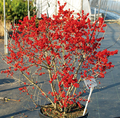 Berry Poppins™ & Mr. Poppins™ Winterberry Holly - Male/Female 4" Pots - 2 Plants