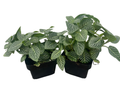Silver Nerve Plant - Fittonia verschaffeltii - 3" Pots/2 Pack