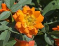 Amber Sunblaze® Miniature Rose Bush - Fragrant/Hardy - 2.5" Pot