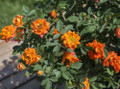 Amber Sunblaze® Miniature Rose Bush - Fragrant/Hardy - 2.5" Pot