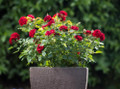 Autumn Sunblaze® Miniature Rose Bush - Fragrant/Hardy - 2.5" Pot