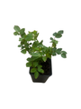 Autumn Sunblaze® Miniature Rose Bush - Fragrant/Hardy - 2.5" Pot