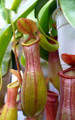 Asian Pitcher Plant - Nepenthes - Carnivorous - Exotic - 2" Pot