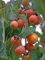 American Persimmon Tree - Diospyros virginiana - Gallon Pot - Very Hardy
