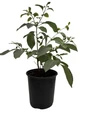 American Persimmon Tree - Diospyros virginiana - Gallon Pot - Very Hardy