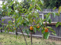 American Persimmon Tree - Diospyros virginiana - Gallon Pot - Very Hardy
