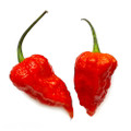Bhut Jolokia Chile Pepper Plant - Ghost Pepper - 2.5" Pot