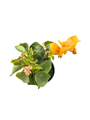 Yellow Bougainvillea - Everblooming - Indoors/Outdoors/Patio - 4" Pot