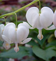White Bleeding Hearts - Dicentra alba - Great in Shade - Gallon Pot