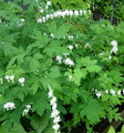 White Bleeding Hearts - Dicentra alba - Great in Shade - Gallon Pot