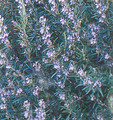 Spice Island Rosemary Plant - Outstanding for Culinary - Live Plant -  2.5" Pot