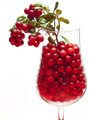 Red Pearl Lingonberry - High in Anti-oxidants - 3.25" Pot - Fresh Aroma