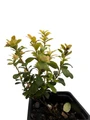 Red Pearl Lingonberry - High in Anti-oxidants - 3.25" Pot - Fresh Aroma