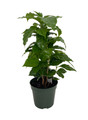 Arabica Coffee Bean Plant - 4" Pot - Grow & Brew Your Own Coffee Beans