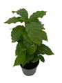 Arabica Coffee Bean Plant - 4" Pot - Grow & Brew Your Own Coffee Beans