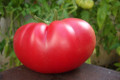 Mortgage Lifter Tomato Plant - Large Well-Shaped Fruit - 4" Pot