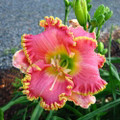 Diva's Choice Daylily - Hemerocallis - Quart Pot - Rebloomer