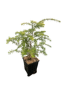 Canadian/Eastern Hemlock - Tsuga canadensis- Shrub/Tree/Bonsai - Quart Pot