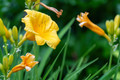 Stella D' Oro Daylily Perennial - Hemerocallis - Rebloomer - Gallon Pot