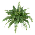 Zen Boston Fern - Nephrolepis - 3.5" Pot - New Fern