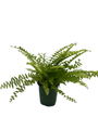 Zen Boston Fern - Nephrolepis - 3.5" Pot - New Fern