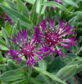 Amethyst Dream Mountain Bluet - Centaurea montana - Quart Pot