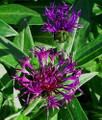 Amethyst Dream Mountain Bluet - Centaurea montana - Quart Pot