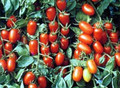 Juliet Cherry Tomato Plant - Great for Salsas - 4" Pot - Naturally Grown