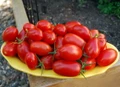 Juliet Cherry Tomato Plant - Great for Salsas - 4" Pot - Naturally Grown