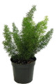 Foxtail Fern - Asparagus meyerii - 4" Pot - Live Plant