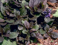 Bronze Beauty Ajuga 48 Plants - Carpet Bugle - 1 3/4" Pots - Very Hardy