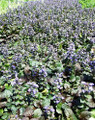 Bronze Beauty Ajuga 48 Plants - Carpet Bugle - 1 3/4" Pots - Very Hardy