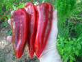 Giant Marconi Pepper Plant - 4" Pot - Italian - Sweet Red