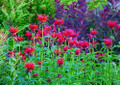 Gardenview Scarlet Bee Balm Perennial - Monarda - Quart Pot