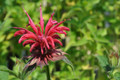 Gardenview Scarlet Bee Balm Perennial - Monarda - Quart Pot