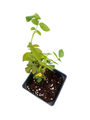 Climbing America Rose - Clover Scented - Coral Pink  - 4" Pot
