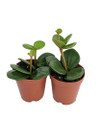 Hope Peperomia - Houseplant - 2" Pots/2 Pack