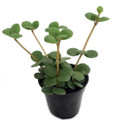 Hope Peperomia - Houseplant - 2" Pots/2 Pack